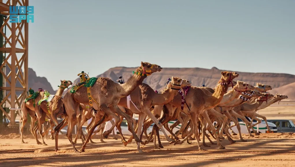 Saudi Arabia camel Race